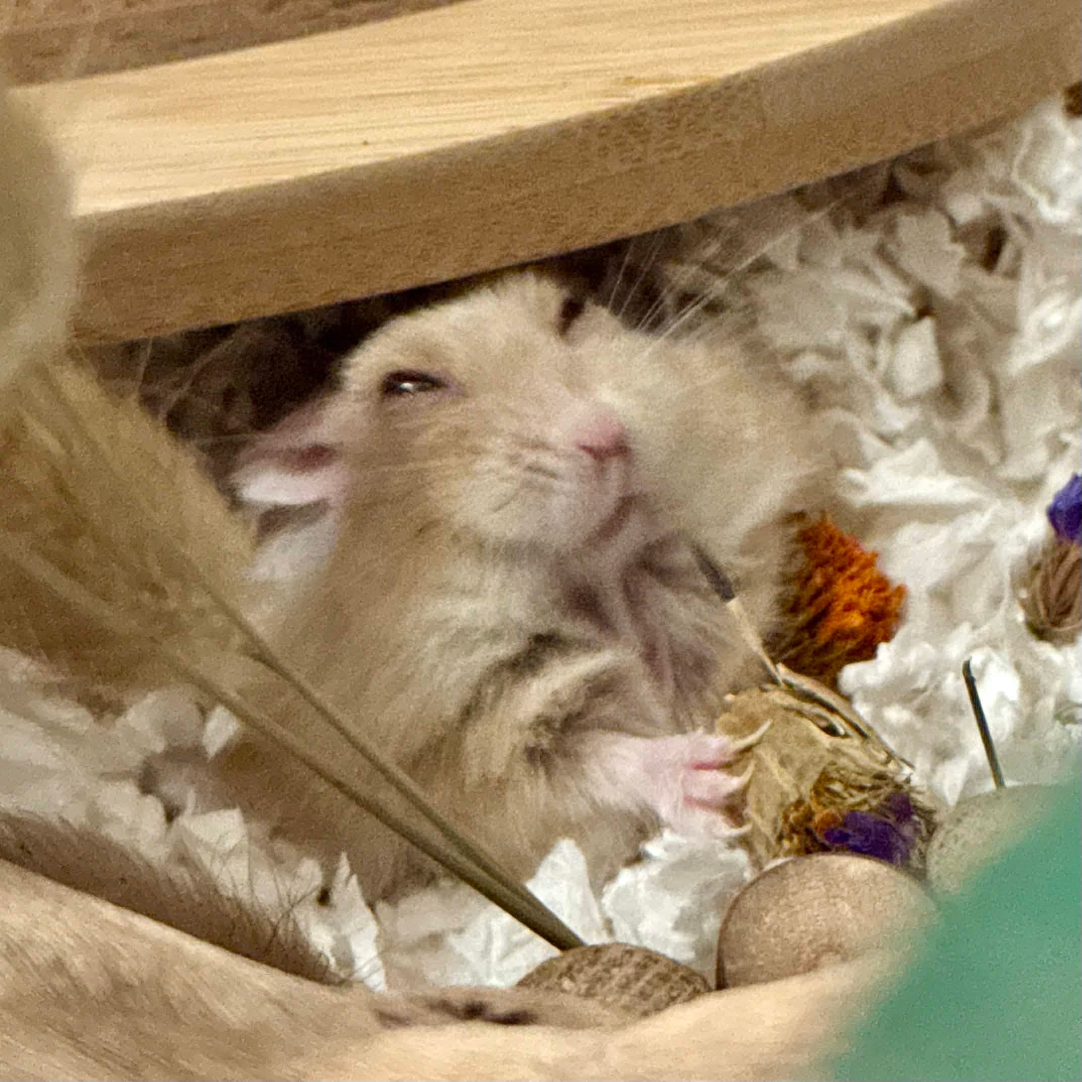 This faithful servant may never be delivered from their markdown editor.